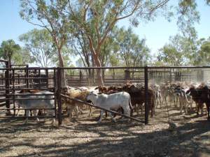 Cattle at Answer Downs