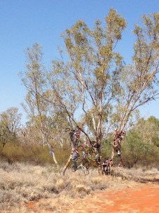 Boulia Bike tree