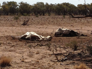 Drought at Colwell Station Stock 1