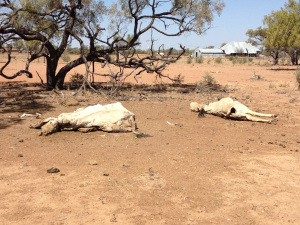 Drought cattle