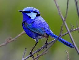 blue wren breeding