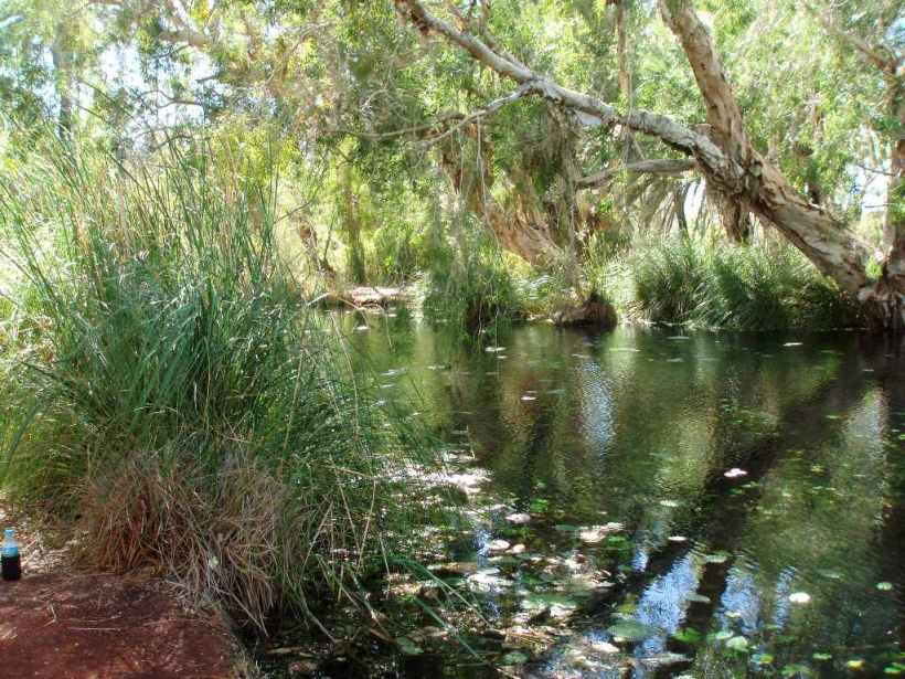 Millstream Lily Pool