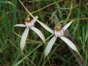 Spider Orchids Lake Indoon