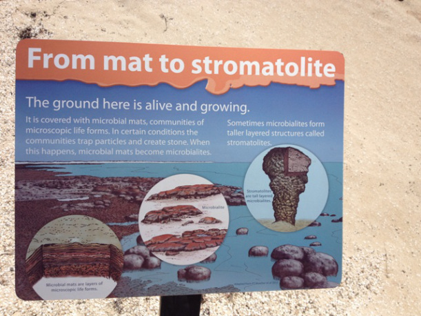Stromatolites