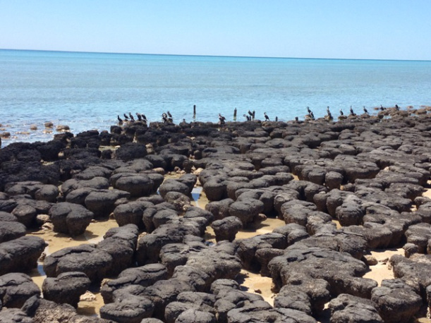 Stromatolites