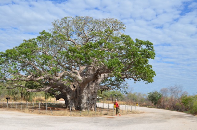Boab Tree near Derby, WA