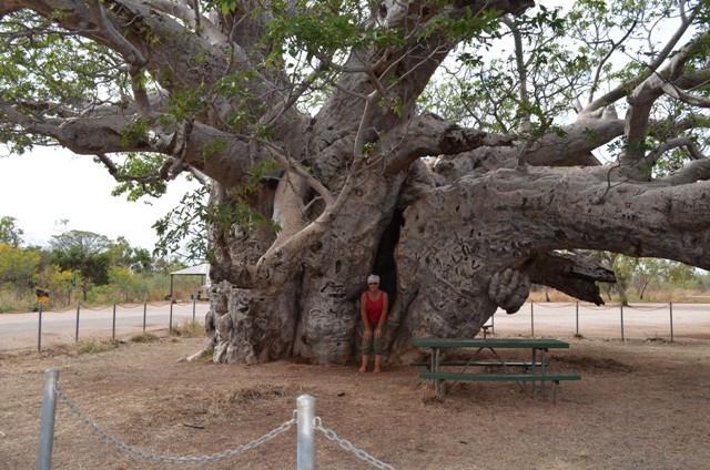 Boab Tree near Derby, WA