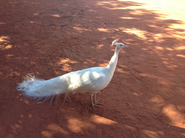 White Peacock