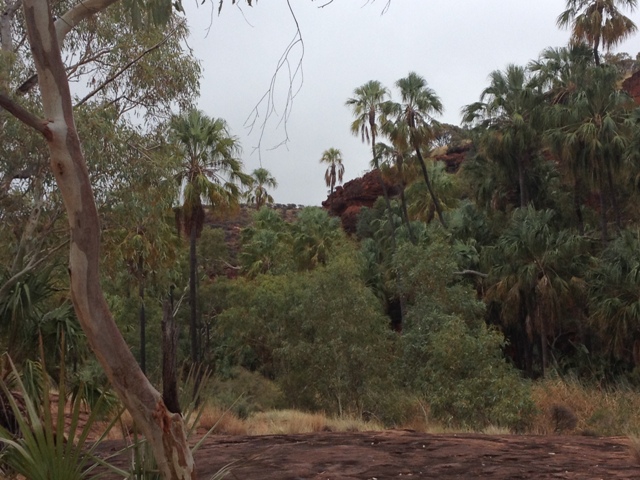 Palm Valley, Northern Territory