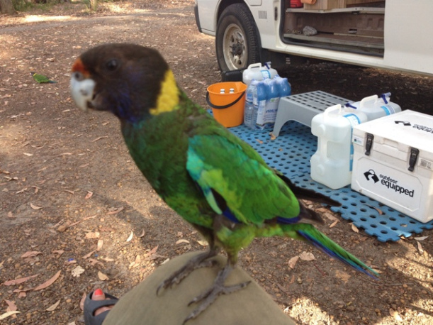 Lake Brockman, Western Australia