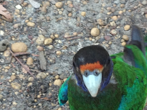 Lake Brockman Tourist Park