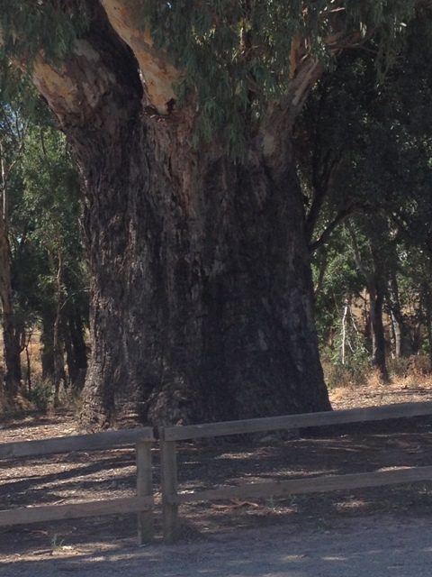 Orroroo, South Australia