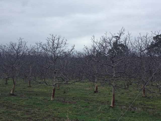 Walnut Trees