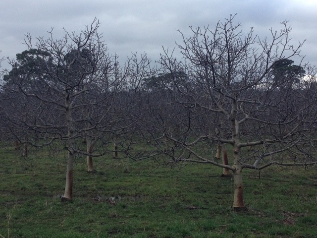 Walnut Trees