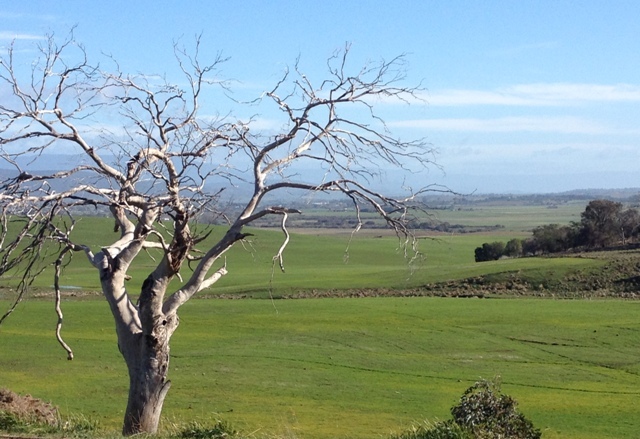 IMG_6693Campbell Town