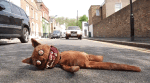 road kill cat