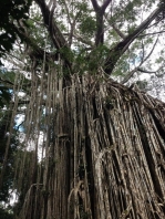 Curtain Fig Tree, Yungaburra, Queensland