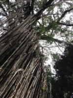IMG_7897Yungaburra Curtain Fig