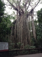Curtain Fig Tree, Yungaburra, Queensland