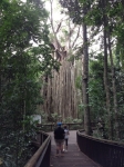 Curtain Fig Tree, Yungaburra, Queensland