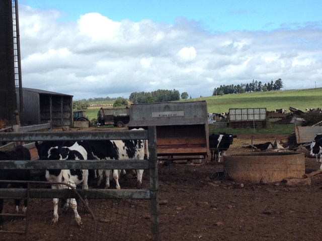 Gallo Dairyland, Atherton