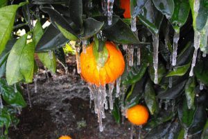 Bingara Orange Trees