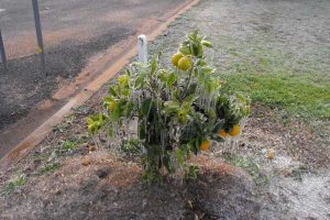 frozen_orange_tree2-e1460626670532-300x200