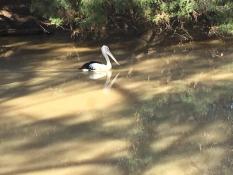 Barcoo River, Isisford