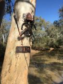 Isisford, Queensland